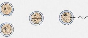 [镇江试管婴儿]试管婴儿比正常怀孕的宝宝寿命少是真的吗？二者区别给出答案